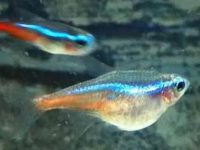Suitable temperature for neon fish