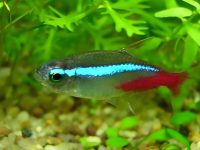 How long does a neon fish live?