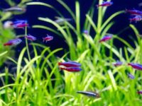 Is neon fish easy to raise?