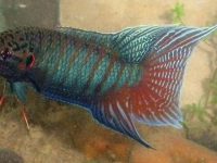 betta fish habitat in the wild