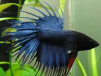 betta fish tank temp