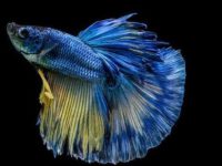 Do betta fish need a heater?