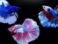 fish that can live with bettas