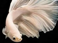 how big will a betta fish get?