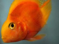 how long can a guppy live?