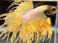 what do guppies eat?