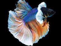 Suitable water temperature for guppies