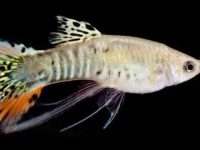 life expectancy of guppies