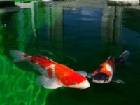 How big can a koi carp grow?