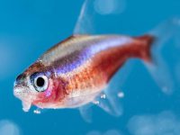 How long does a neon fish live?