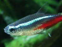 Diseases of Neon Fish