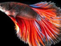 Betta fish breeding tips