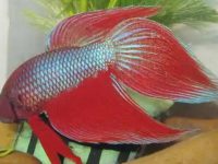 What are the rare species of betta fish?