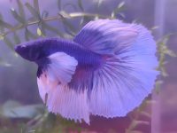 What kind of purple betta is it?