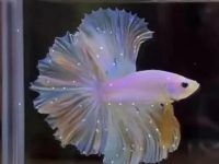Are purple betta fish rare?