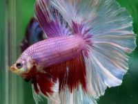 Causes of swollen belly of betta fish