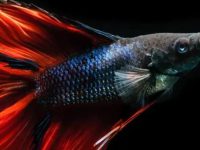 Why does the blue betta fish fade?