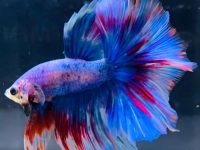Reasons why blue betta fish turns red