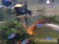 Signs of female betta breeding
