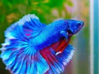 Can female betta fish be kept with other fish?