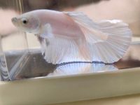 What causes white betta fish to turn black?