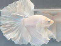 What kind of white betta is it?