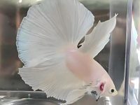 Do white betta fish change color?