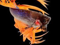 What do you need to prepare for breeding betta fish?