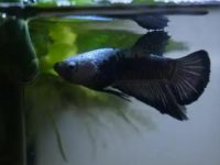 How high is the water level for breeding betta fish?