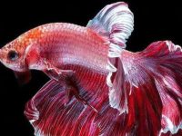 How long does it take for betta fish to breed?