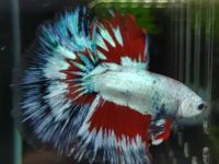 What should I do if my betta fish gets ascites?