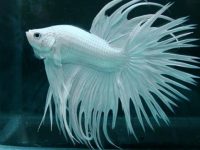 Is betta fish abdominal fluid contagious?