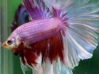 Symptoms of Ascites in Betta Fish