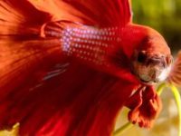 The reason why betta fish won’t eat?