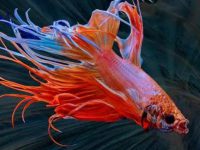 How to solve the problem of betta fish not eating?