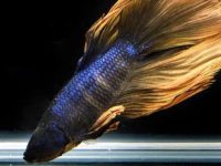 temperature for betta fish