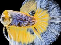 The temperature suitable for betta fish breeding