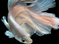 what fish can betta fish live with?