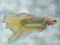 What aquatic plants do betta fish eat?
