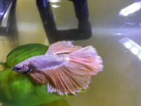 How many betta fish can you keep in one tank?