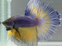 white patch on betta fish