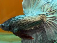 Common diseases and solutions for betta fish