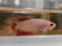What should I do if there are red patches on my betta fish?