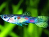 what is guppy fish?