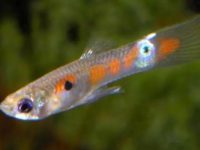 How often do guppies breed?