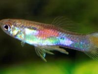 How long does a guppy generally live?