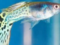 Physical characteristics of female guppies