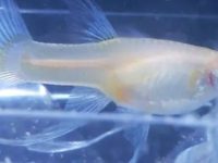 Do female guppies need to be isolated when giving birth to baby fish?