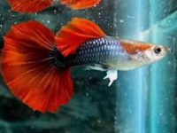 Female guppies have red spots on their belly