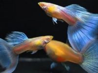 Do guppies still eat small fish if they have enough food?
